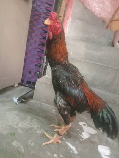 shamo murga