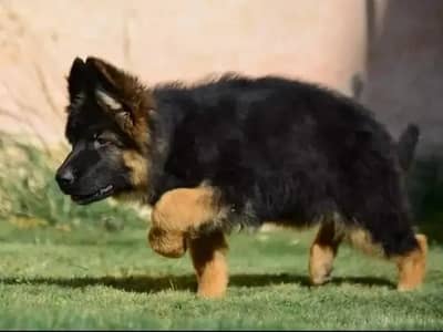German shepherd puppy 03346497948 WhatsApp contact