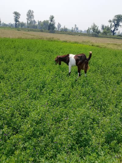 bakra
