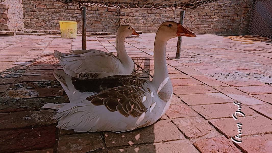 2 Ducks 0