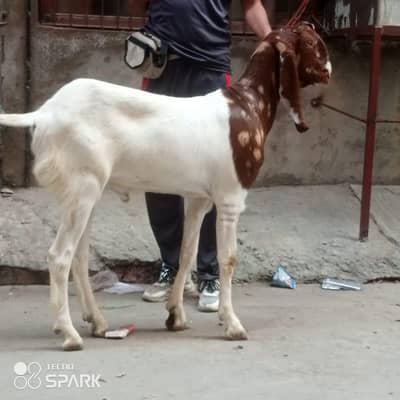 Qubarni Bakra sale k Liye available ha
