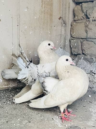Silvertail breeder pair