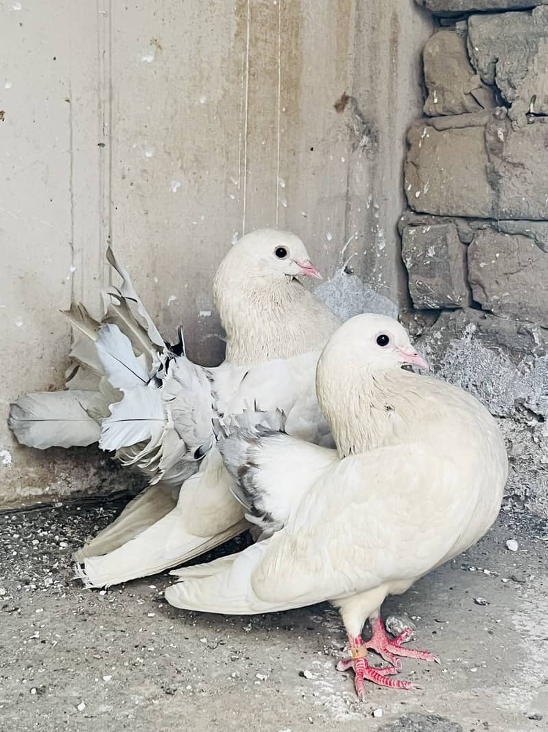 Silvertail breeder pair 0