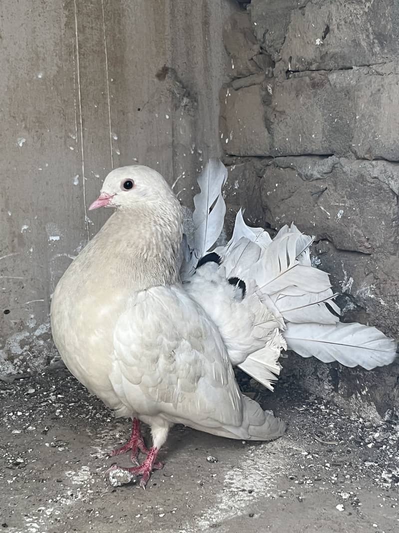 Silvertail breeder pair 1