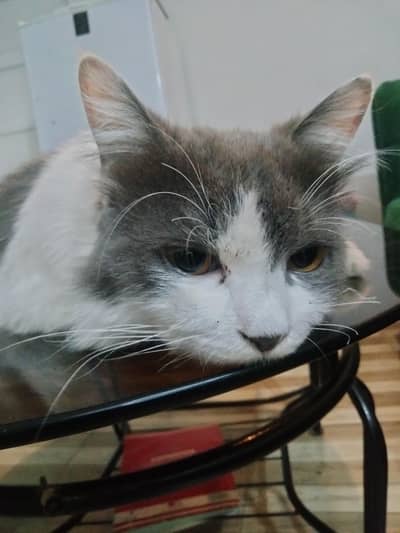 Cat For Sale