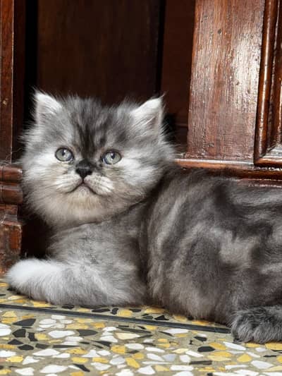 Persian kittens