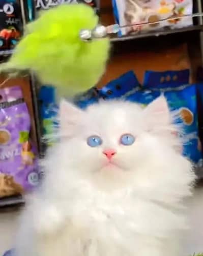 Persian female kitten for sale 0370"3660452 Whatsapp number