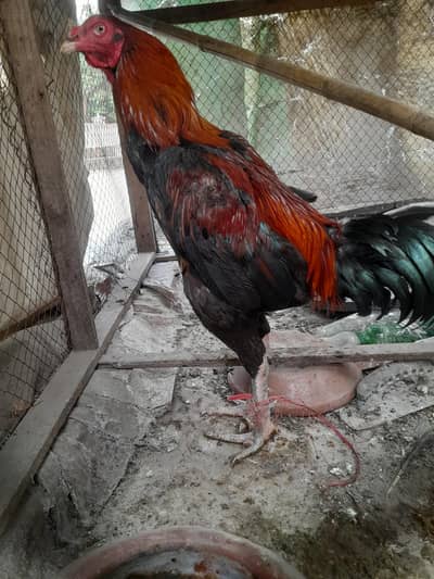 Aseel Murga Thai crors
