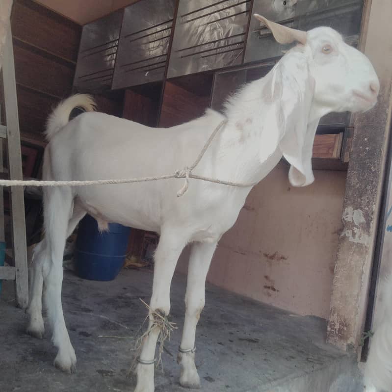2 bakra jora 0