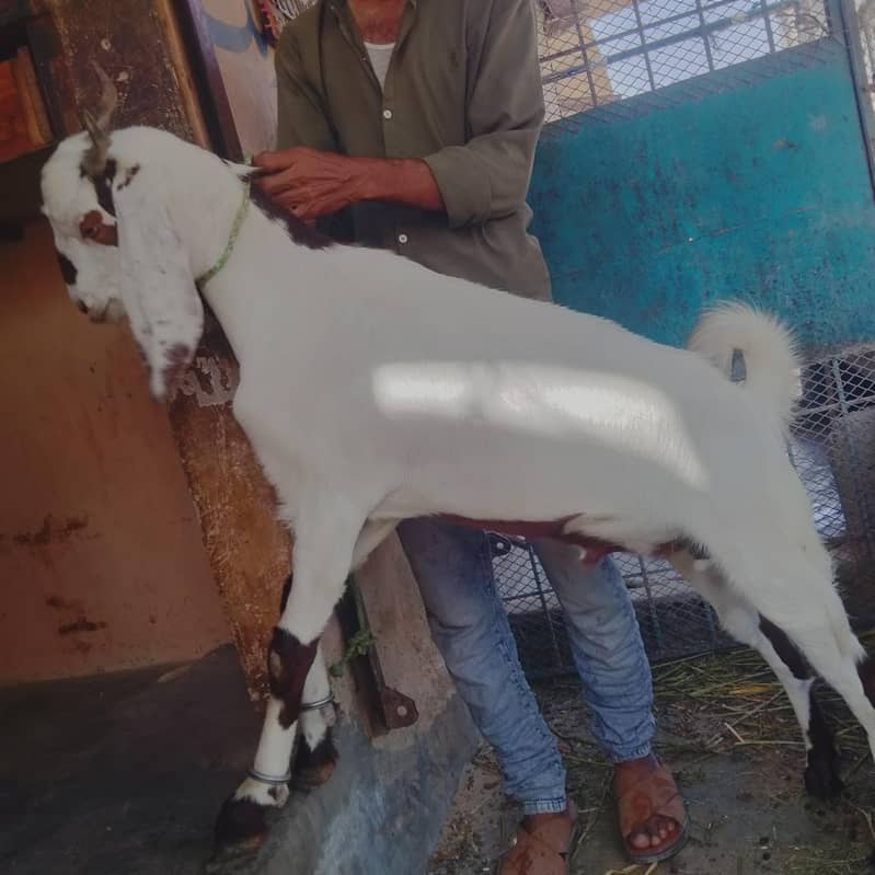 2 bakra jora 1
