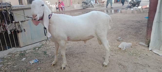 Qurbani Sheep Dumba