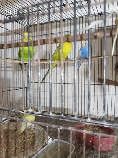 Australian parrot