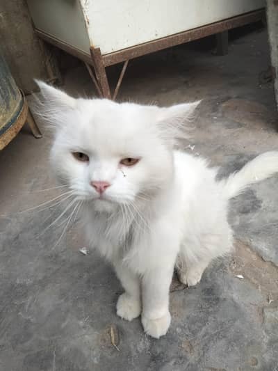 sale cat