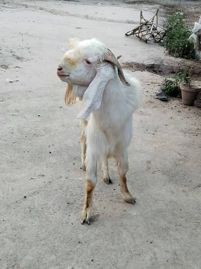 2 Bakhra 2026 Eid Bakhra Premium Quality Mix 1.5 Years Eligibal for ei