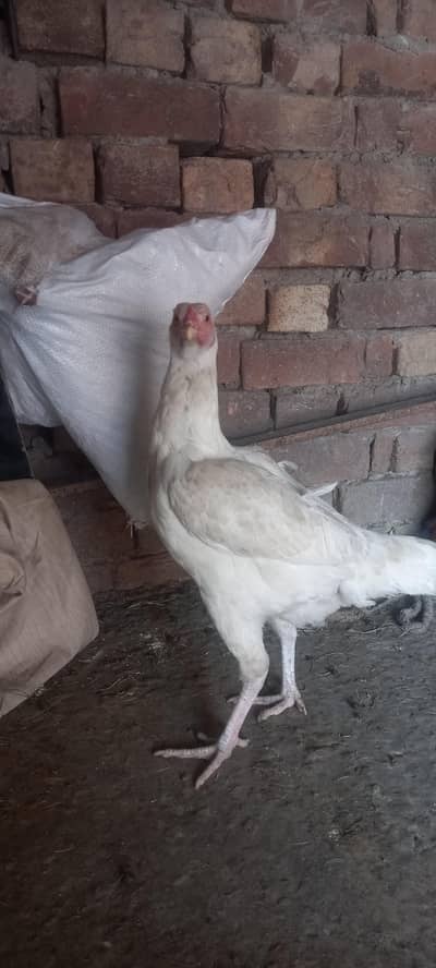 white heera