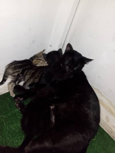 1 female cat with four female kittens