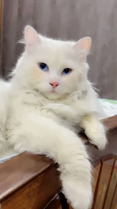 Billa