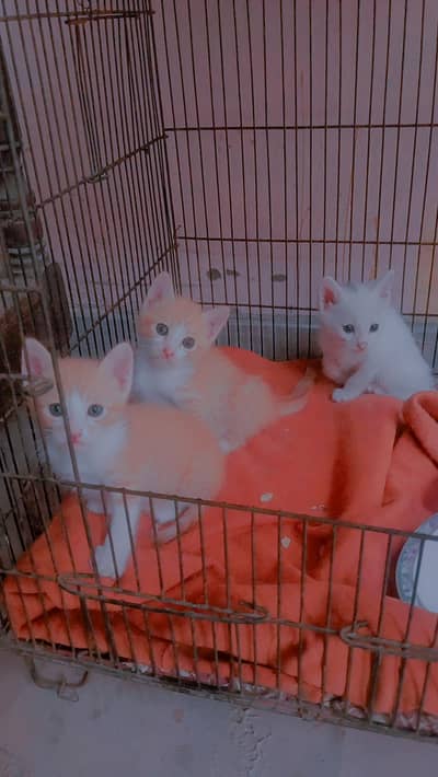 Beautiful cat for sale