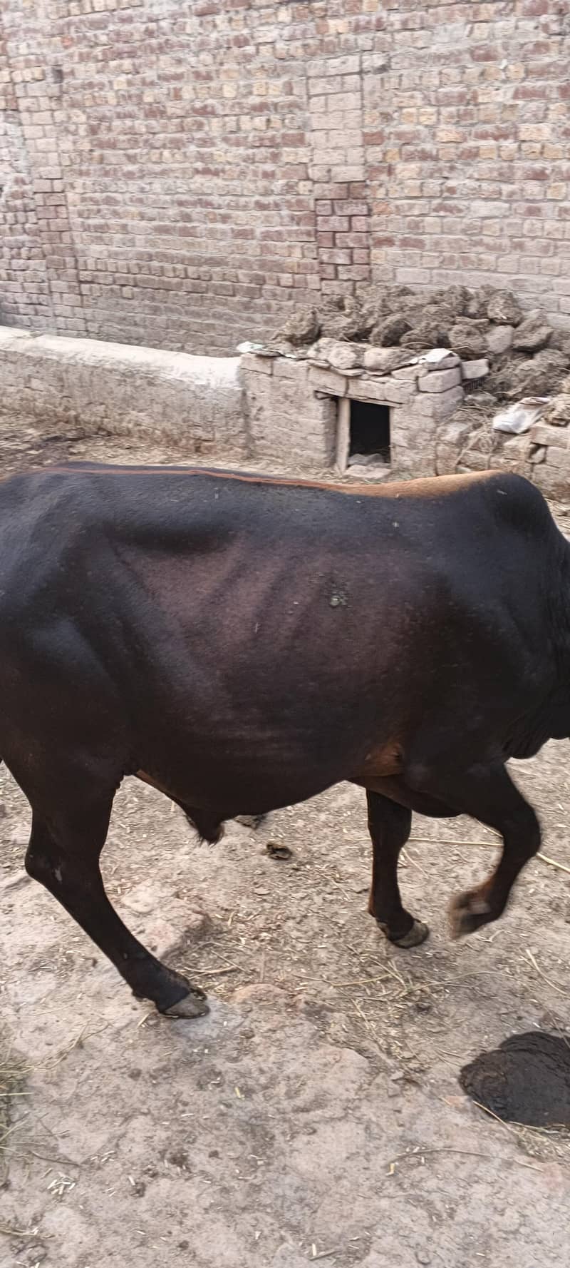 Janvar 0