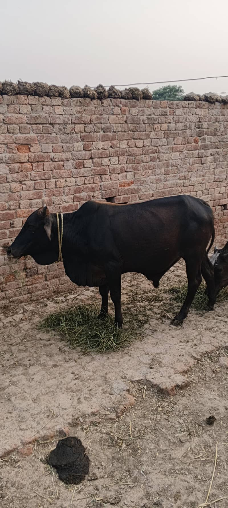 Janvar 3