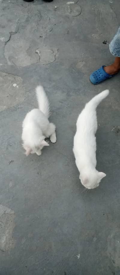 American brid  3mnth  very active. and washroom trand