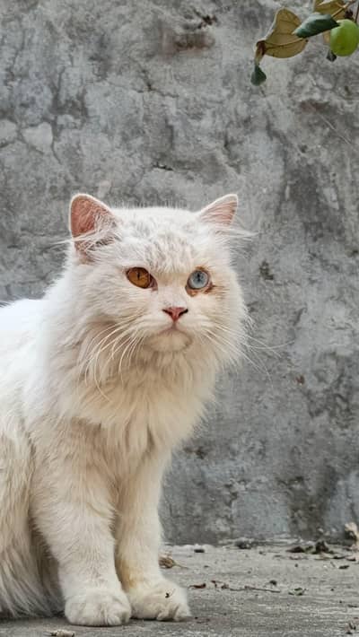 2 eye persian male