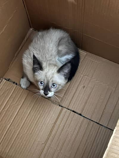 Siamese kitten male