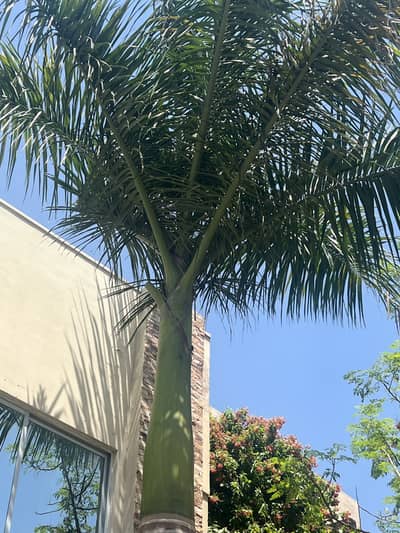 Royal Palm Tree