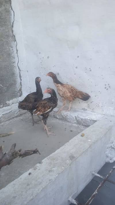 aseel choza sale3
