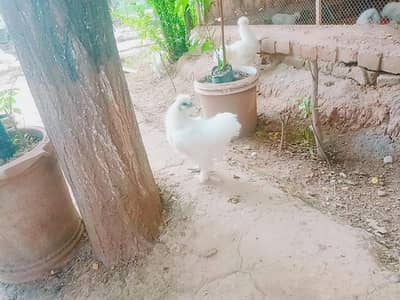 white silky 3 to 4 months chick's available