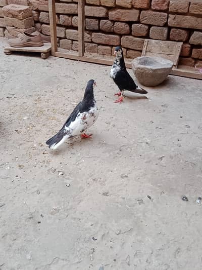 Colour full piegons pair