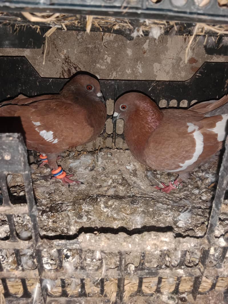 Colour full piegons pair 3