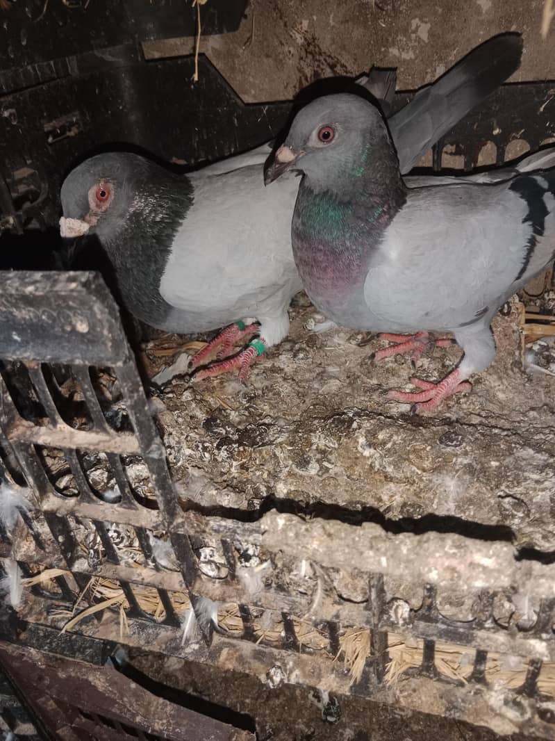 Colour full piegons pair 4