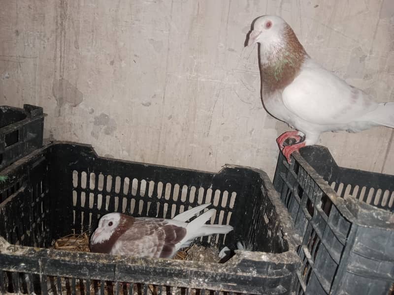 Colour full piegons pair 5