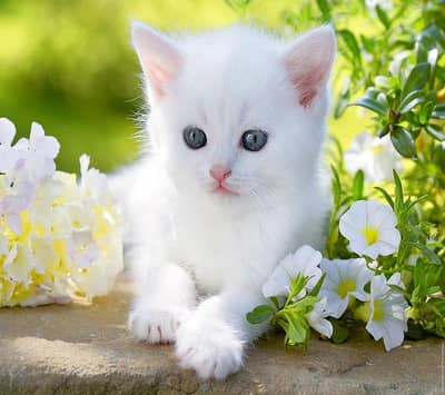 cat baby's