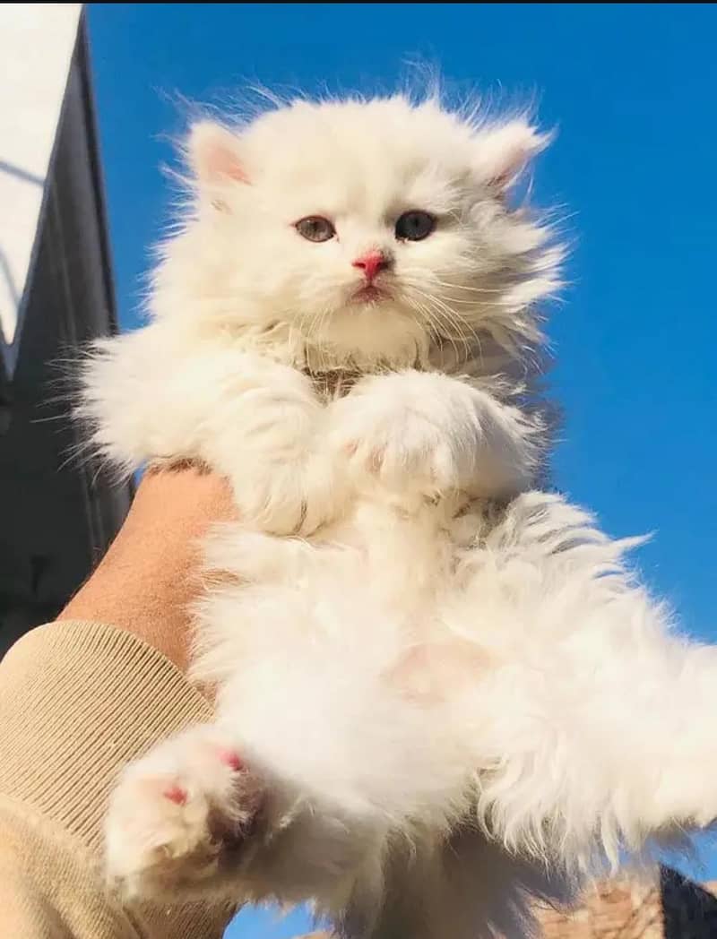 cat baby's 1