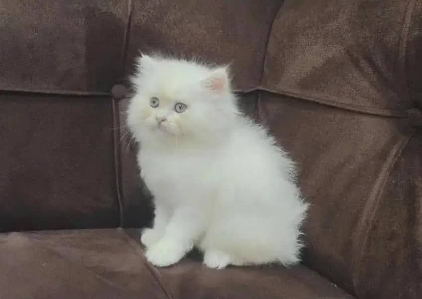 cat baby's 2