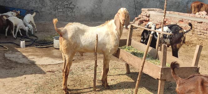 2 Daant Bakra for Sale