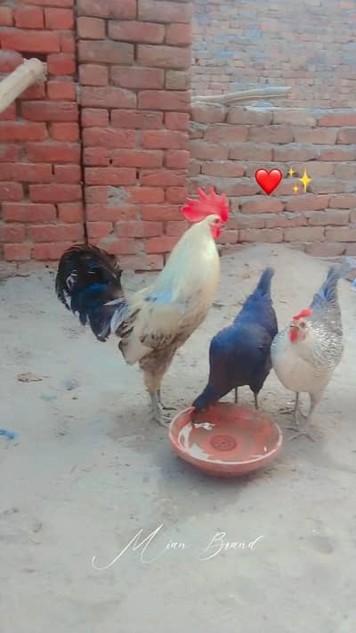 1 male AUR 3 femail ha all active