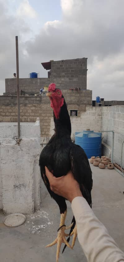 mianwali mushka