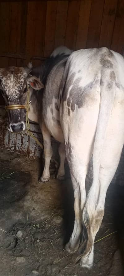 qurbani ka laya bachara for sale 4 dant full haldi. 290k final