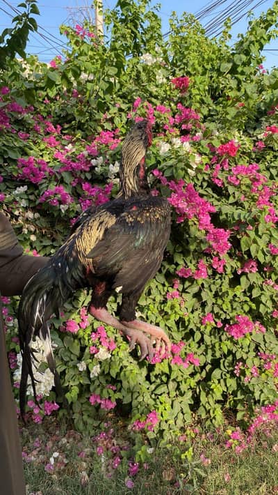 کالا ساوہ ہائی کوالٹی مرغا فور سیل