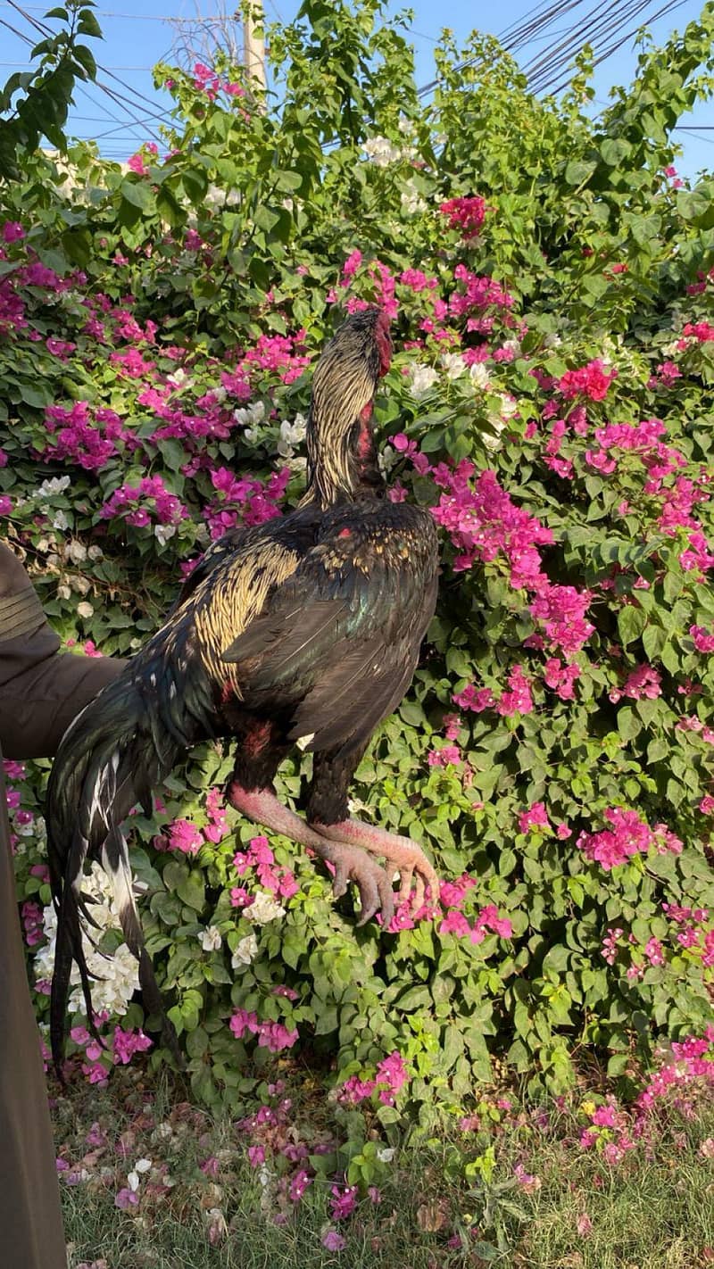 کالا ساوہ ہائی کوالٹی مرغا فور سیل 0