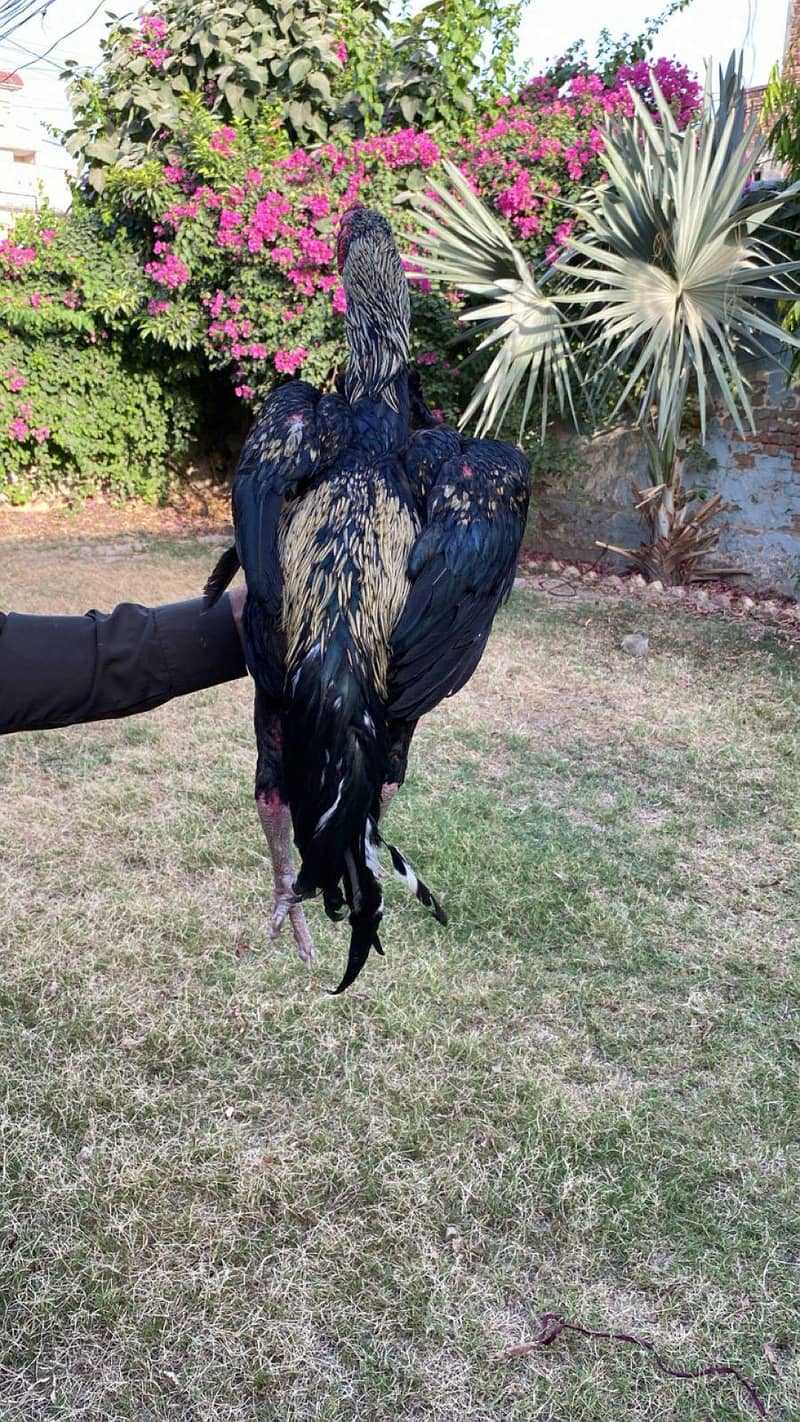 کالا ساوہ ہائی کوالٹی مرغا فور سیل 1