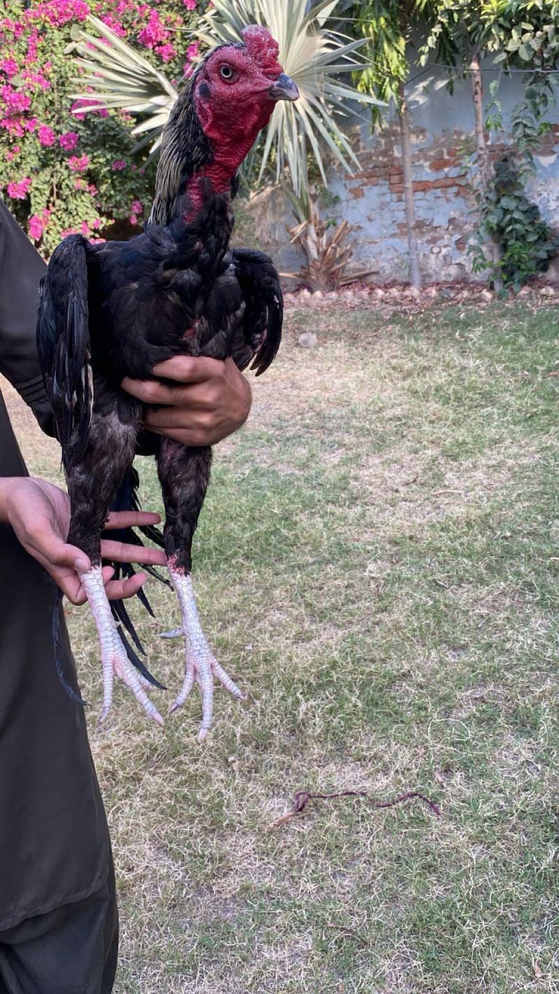 کالا ساوہ ہائی کوالٹی مرغا فور سیل 2