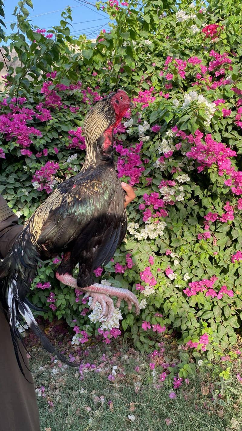 کالا ساوہ ہائی کوالٹی مرغا فور سیل 5
