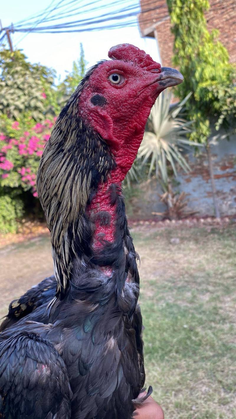 کالا ساوہ ہائی کوالٹی مرغا فور سیل 6