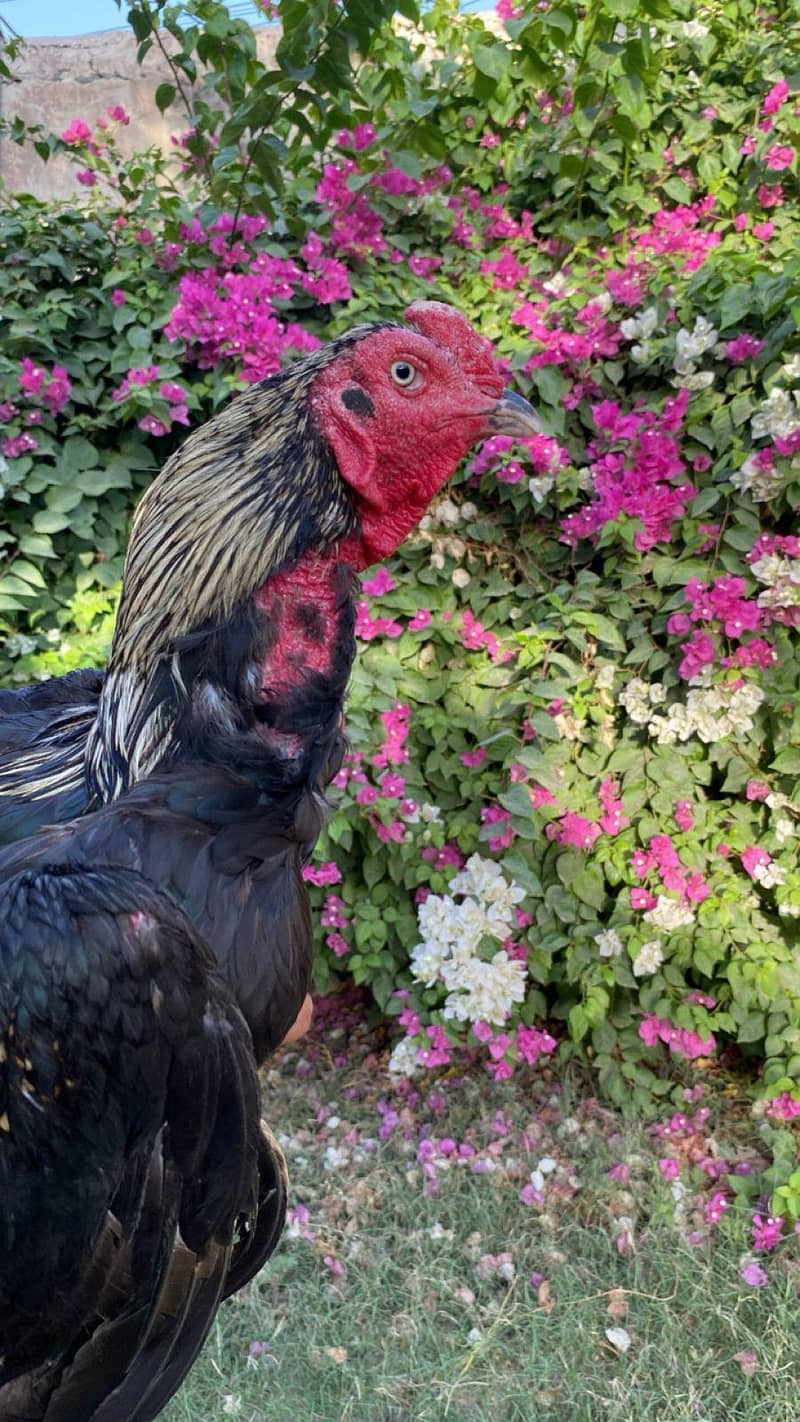 کالا ساوہ ہائی کوالٹی مرغا فور سیل 7