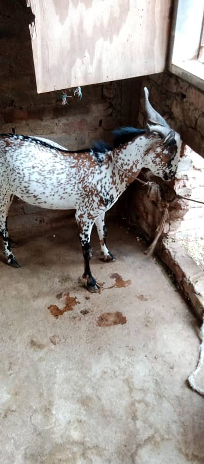 Taddi Bakra For sale