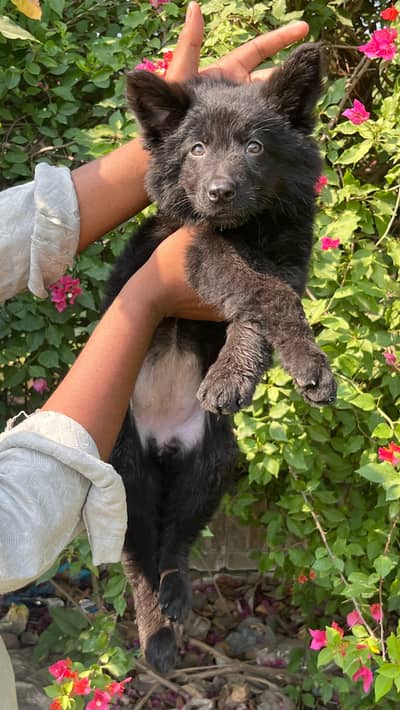 Garman Shepard female for sale urgent